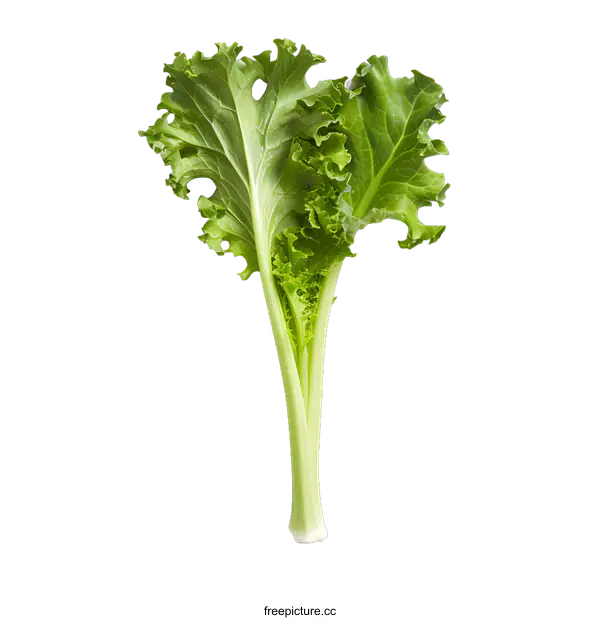 [Transparent Background PNG]Fresh Green Kale Leaves on White Background