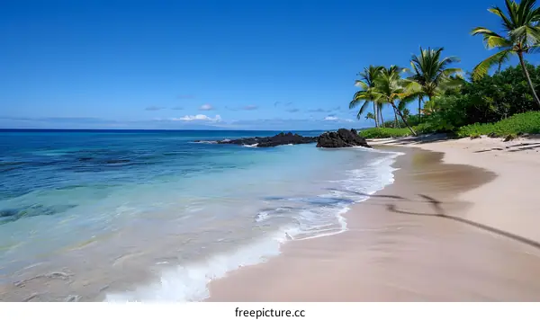 Beach with palm trees and blue water