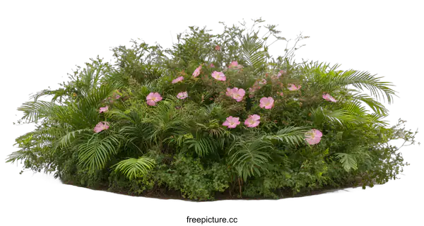 [Transparent Background PNG]Pink Flowers and Green Foliage Bush on White Background