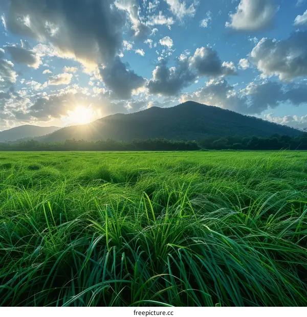 Serene Landscape with Green Grass Field, Mountain, and Setting Sun