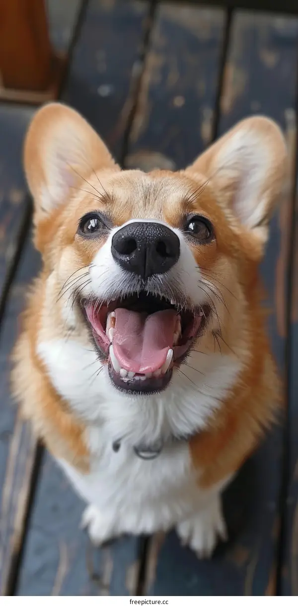 Smiling Corgi Dog Looking Up at Camera