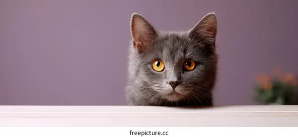 Gray Kitten Looking Over White Table