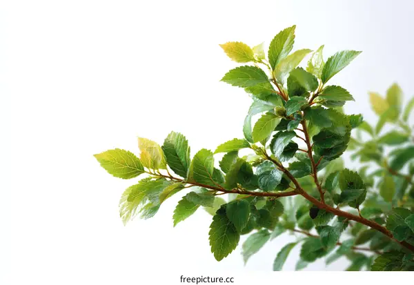 Close-up of Fresh Green Leaves on a Branch
