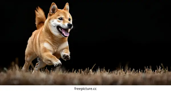 A happy Shiba Inu running in a field