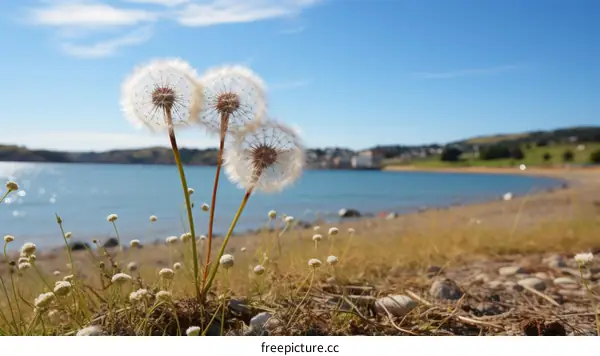 Three white dandelions by the lake