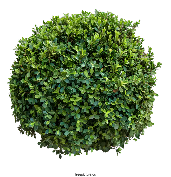 [Transparent Background PNG]Green Bush Top View Isolated On White Background