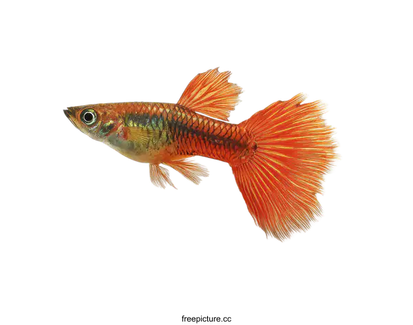 [Transparent Background PNG]Orange and Gold Guppy Fish