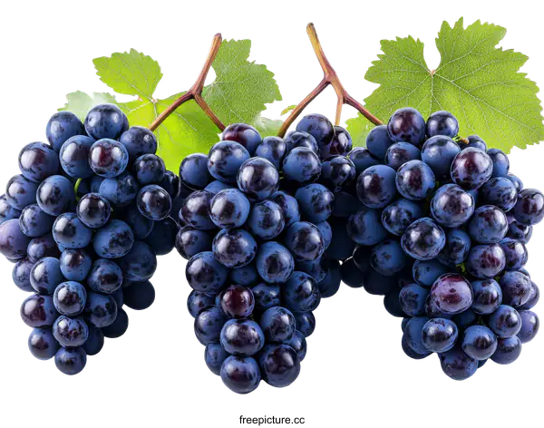 [Transparent Background PNG]Close Up of Fresh Dark Grapes with Leaves