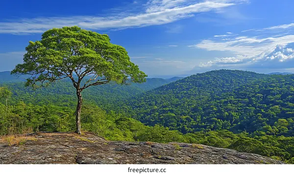 Majestic Treetop View of Lush Rainforest
