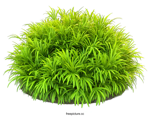 [Transparent Background PNG]Green Grass Bush Isolated On White Background