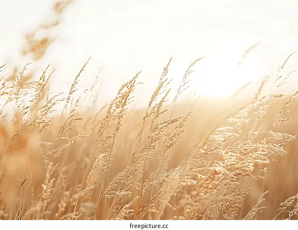 Golden Grass Field With Sunlight