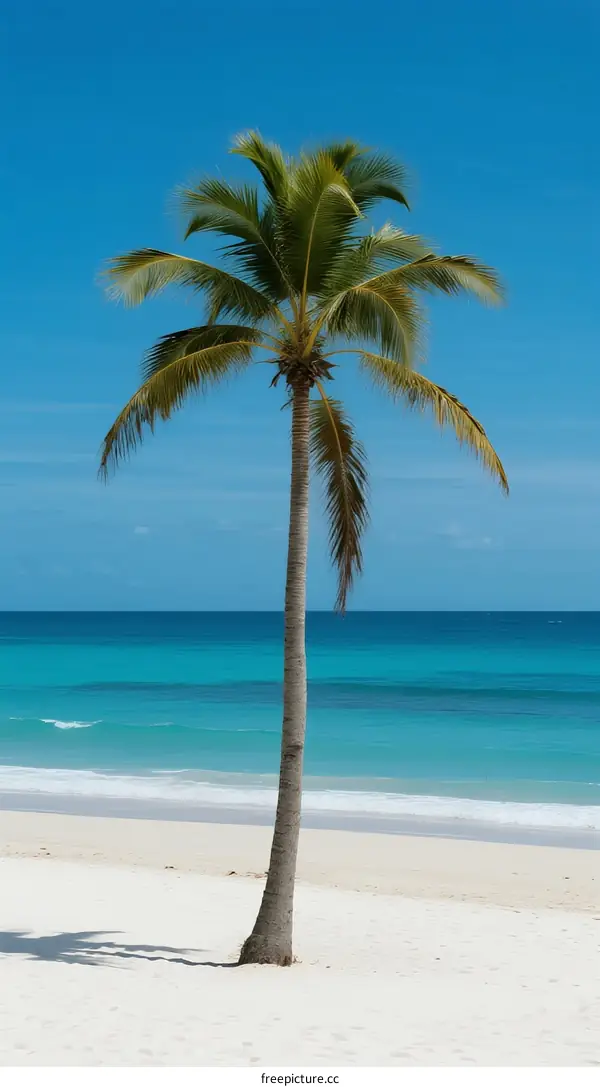 Tall palm tree standing on white sandy beach under blue sky