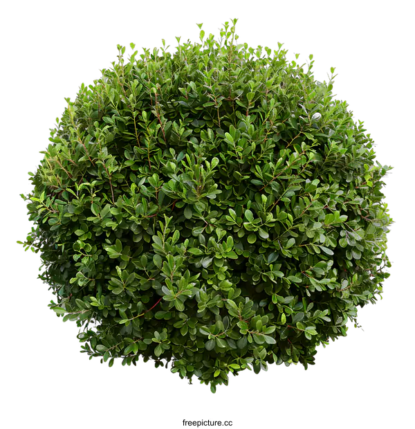 [Transparent Background PNG]Green Bush Isolated On White Background