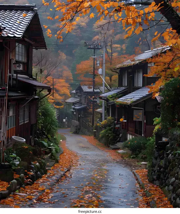 Autumn Foliage Road in Japan