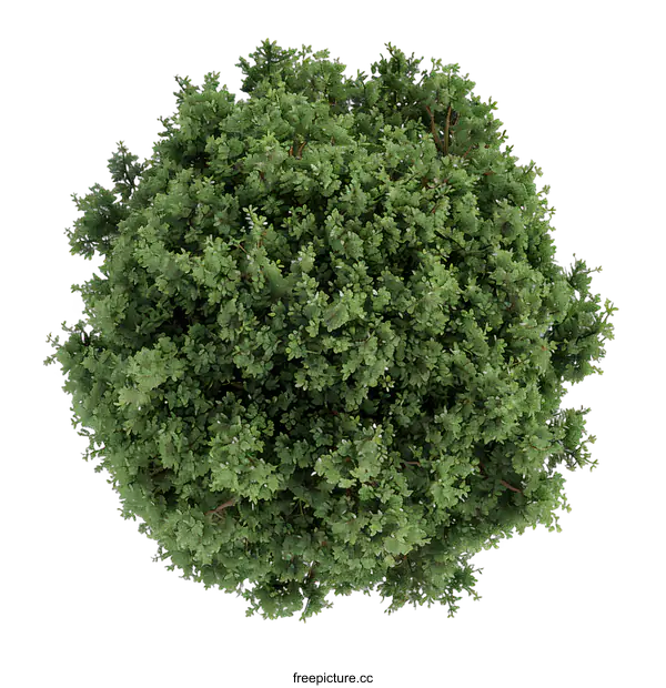 [Transparent Background PNG]Top View of Lush Green Tree