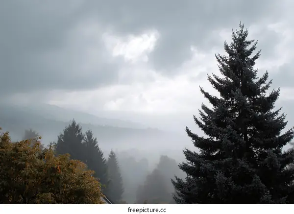 Misty Mountain View with Pine Trees
