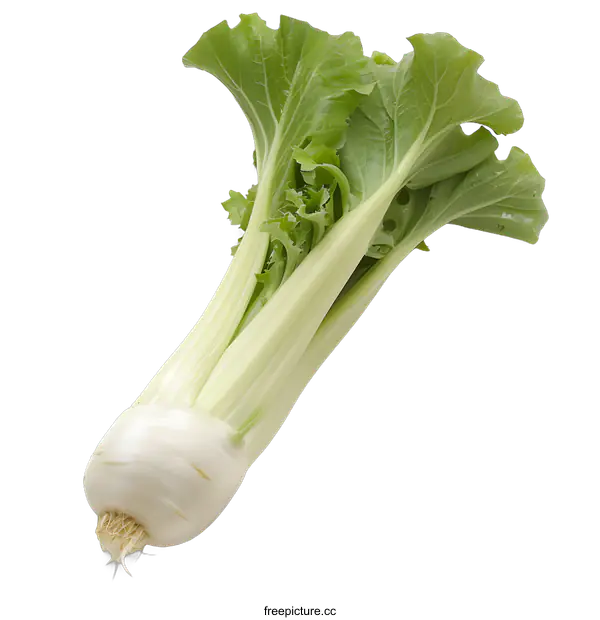 [Transparent Background PNG]Fresh Green Turnip With White Root Isolated On White Background