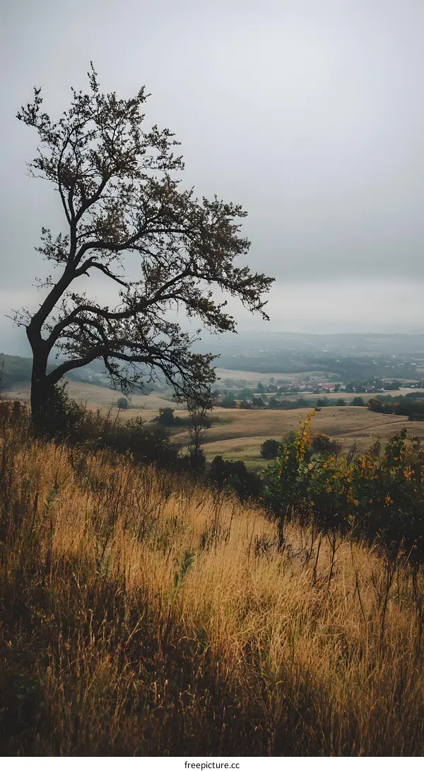Lonely Tree on a Hilltop with a Foggy View