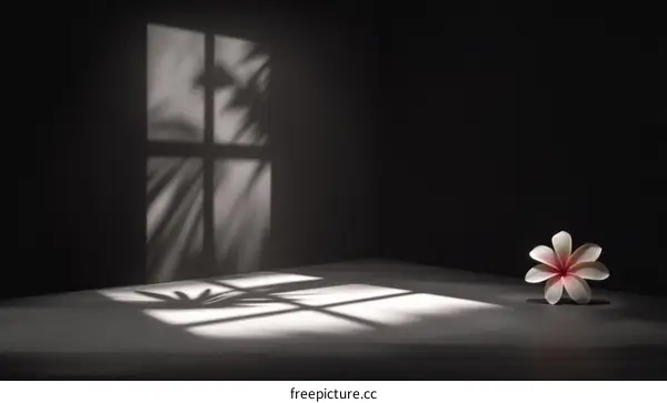 Elegant Shadow Play of Sunlight and Flower