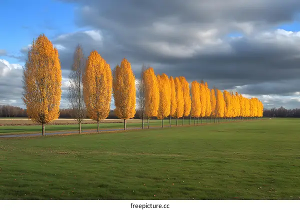 Autumn Trees Line Up In A Row