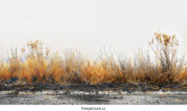 Dry Grass and Wild Plants Along a Rural Road
