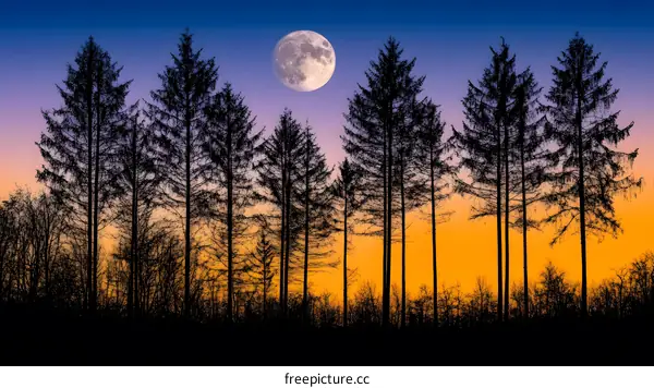Silhouettes of Trees at Sunset with Full Moon