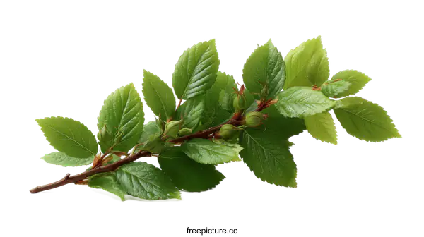 [Transparent Background PNG]Fresh Green Leaves Branch on White Background