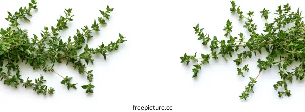 Fresh Thyme Herb Close Up Arrangement