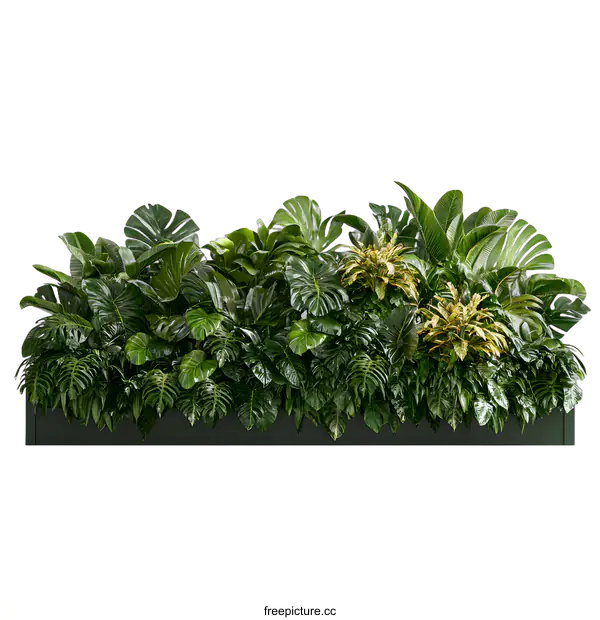 [Transparent Background PNG]Green Plants in a Black Planter on a White Background