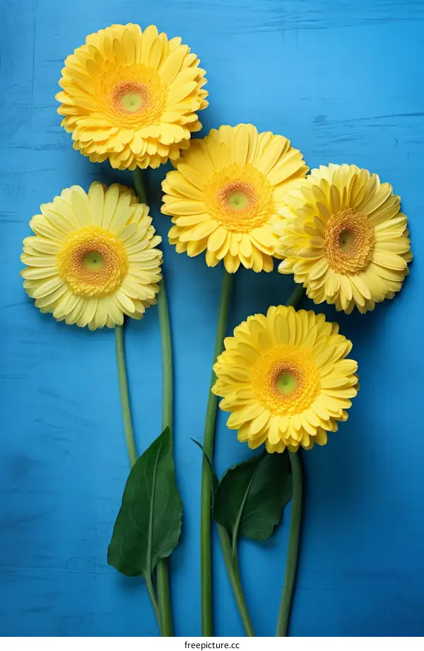 Yellow Gerberas on Vibrant Blue