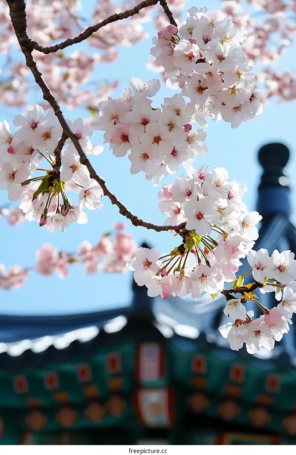Cherry Blossoms Blooming Against Blue Sky