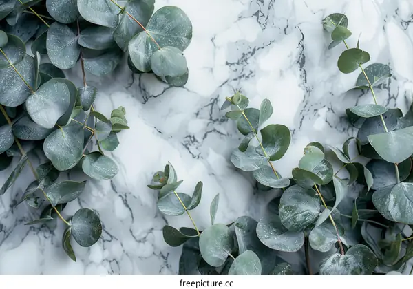 Close-up of eucalyptus leaves on marble background