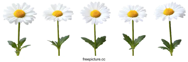 [Transparent Background PNG]Beautiful White Daisies in a Row
