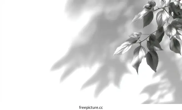 Elegant Shadow Play of Leaves on a Wall