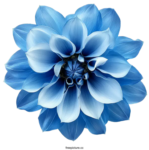 [Transparent Background PNG]Closeup of a Beautiful Blue Dahlia