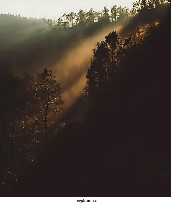 Sunbeams Through the Trees in a Foggy Forest