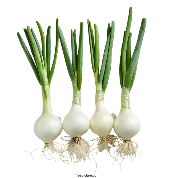 [Transparent Background PNG]Four fresh spring onions on white background