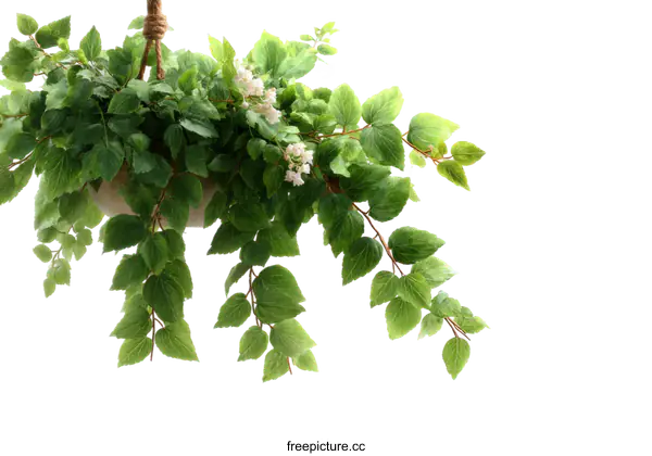 [Transparent Background PNG]Hanging Planter with Lush Greenery