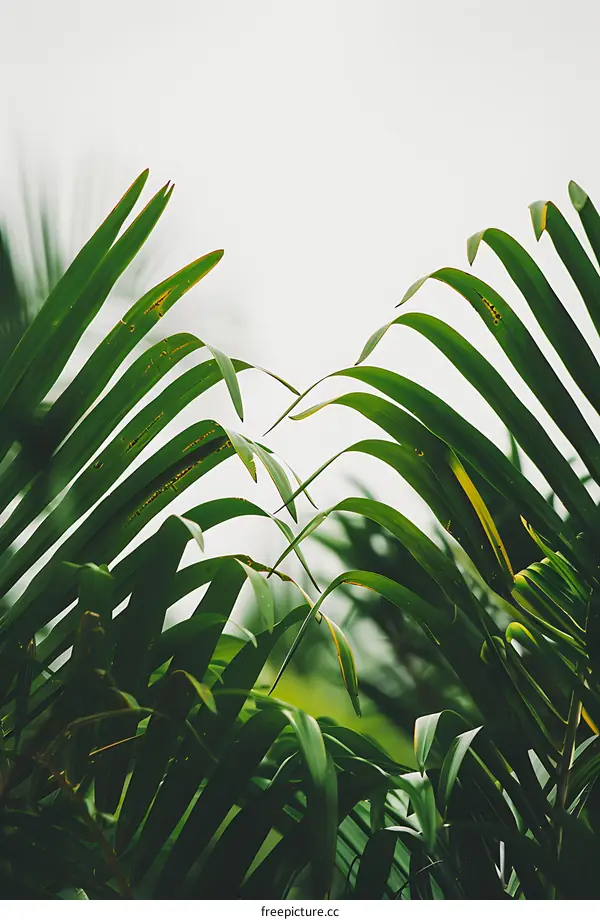 Green Palm Leaves Against A White Sky