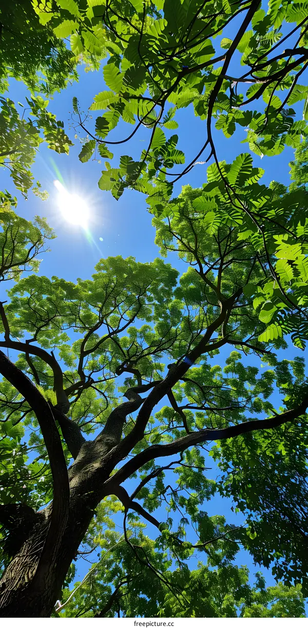 Looking up at the lush foliage of a tree