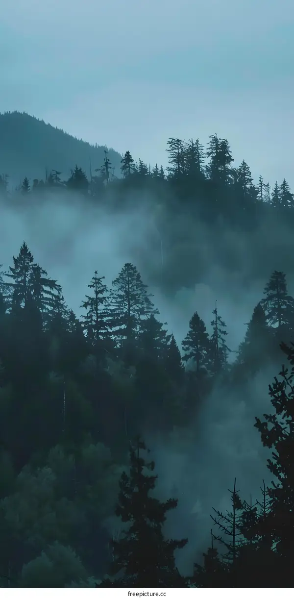 Foggy Morning in the Forest