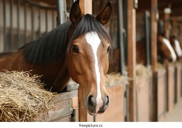 Brown Horse in Stable Close-up