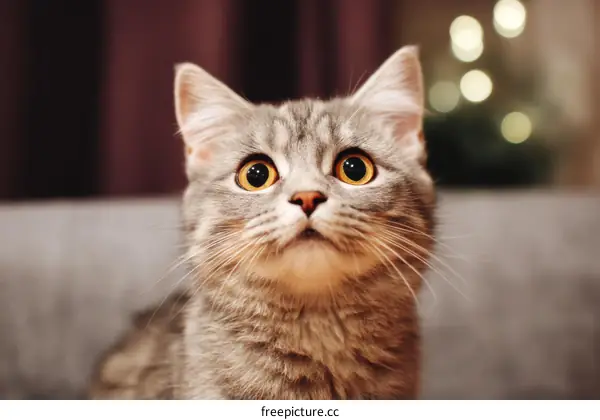 Close-up of a Curious Gray Cat