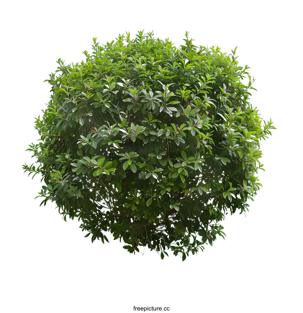 [Transparent Background PNG]Green Bush Isolated On White Background