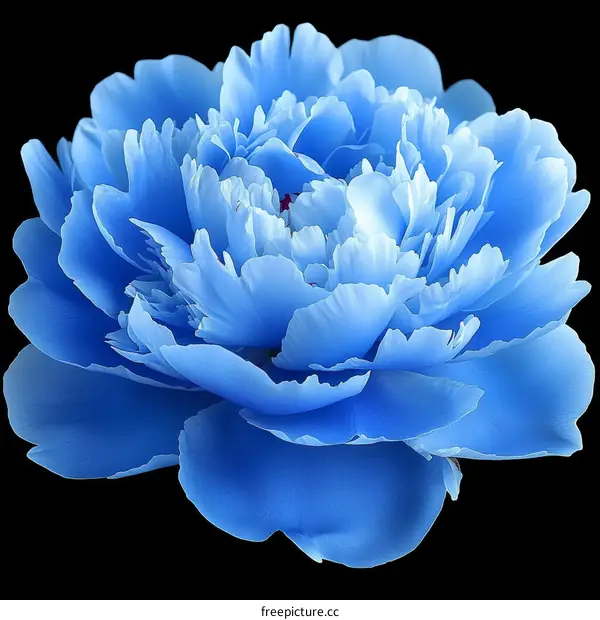 Stunning Vibrant Blue Peony Flower Close-up