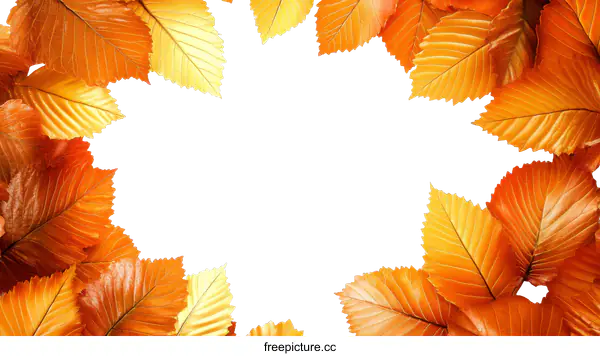 [Transparent Background PNG]Autumn Leaves Border Frame