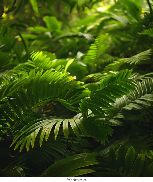 Closeup of Green Tropical Leaves in Rainforest