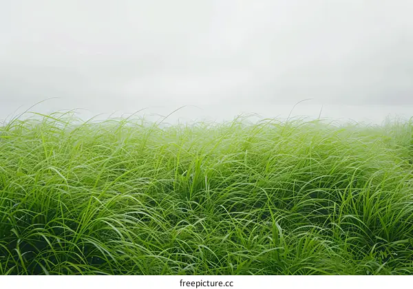 Green grass field with white sky background
