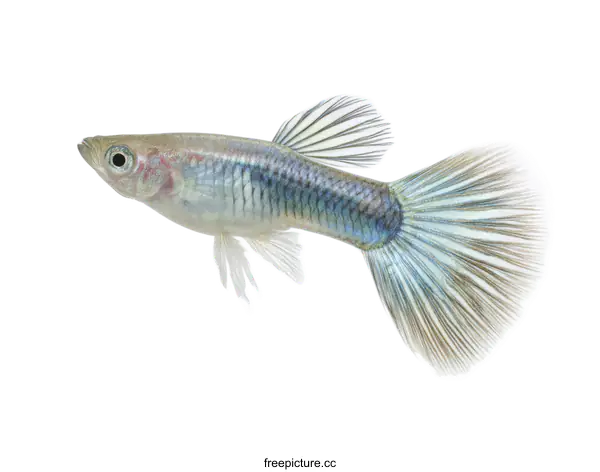 [Transparent Background PNG]Closeup of a Colorful Guppy Fish