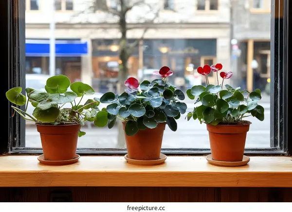 Three Potted Plants on a Windowsill